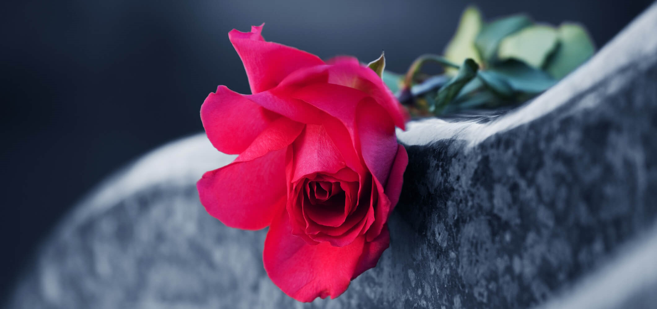 Red rose on the granite tombstone